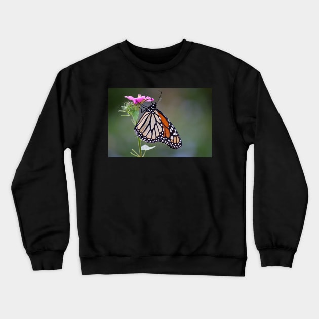 Monarch Crewneck Sweatshirt by Jacquelie